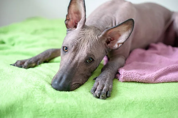 Mexikanischer Haarloser Hund Innenraum — Stockfoto