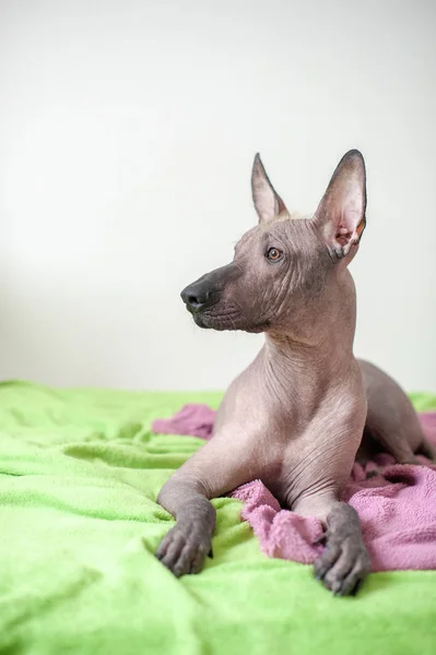 Perro Mexicano Sin Pelo Interior —  Fotos de Stock