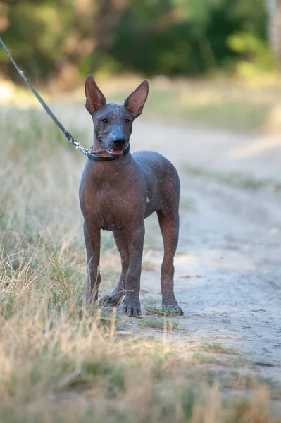 Mexican Hairless Dog Walk Park — Stock Photo, Image
