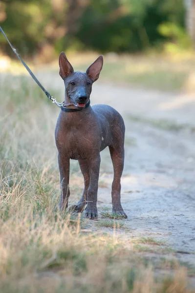Meksika Hairless köpek parkta bir yürüyüş üzerinde