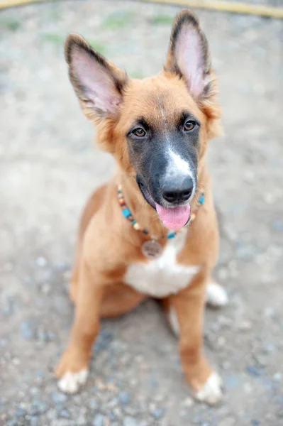 Roodharige Mexicaanse Haarloze Hond Wandeling — Stockfoto