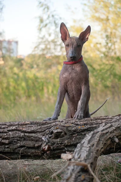 Meksika Hairless köpek parkta bir yürüyüş üzerinde