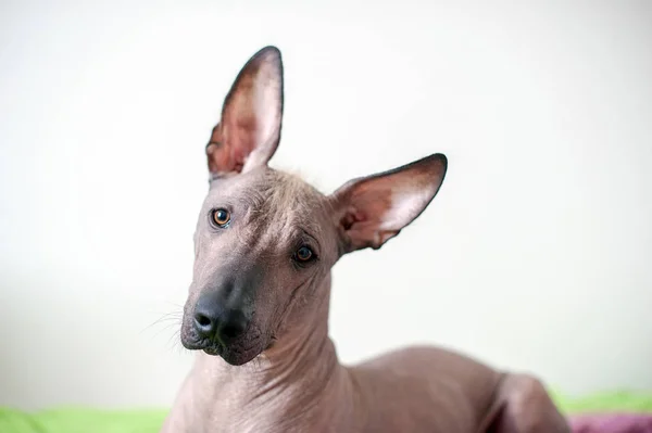 Мексиканская Собака Волос Интерьере Лицензионные Стоковые Фото