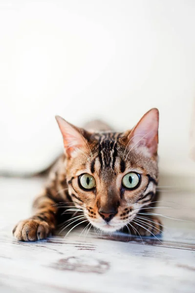 Bengal Cat Breed Hunt Indoor — Stock Photo, Image