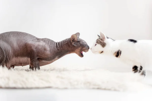 Manifestation Aggression Animals Showdown — Stock Photo, Image