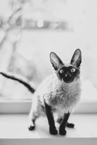 Eine Katze Mit Lockigem Haar Und Verrücktem Blick — Stockfoto