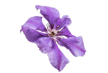 Beyaz arka plan üzerinde izole leylak akasma çiçek