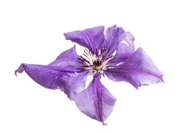 Beyaz arka plan üzerinde izole leylak akasma çiçek