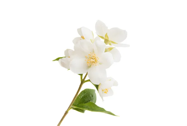 Fleur Jasmin Isolée Sur Fond Blanc — Photo