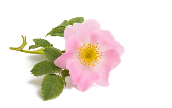 Floare Șold Trandafir Izolată Fundal Alb — Fotografie, imagine de stoc