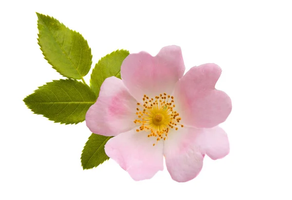 Dzika Róża Kwiat Białym Tle — Zdjęcie stockowe