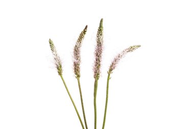 Beyaz arkaplanda izole edilmiş çayır otları