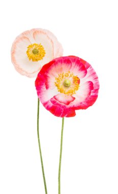 Beyaz arka plan üzerinde izole güzel haşhaş