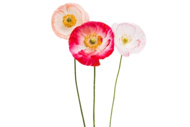 Beyaz arka plan üzerinde izole güzel haşhaş