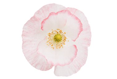 Beyaz arka plan üzerinde izole güzel haşhaş