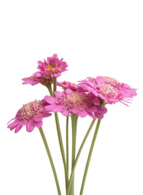 Pembe papatya beyaz arkaplanda izole edilmiş