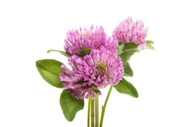 Beyaz arka plan üzerinde izole yonca