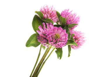 Beyaz arka plan üzerinde izole yonca