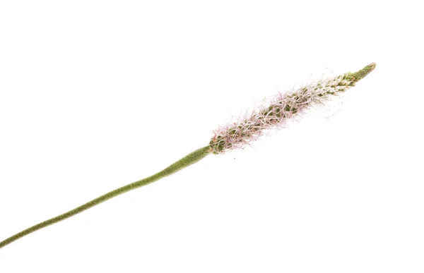 Trawa Łąkowa Izolowana Białym Tle — Zdjęcie stockowe