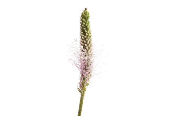 Pradera Hierba Aislada Sobre Fondo Blanco — Foto de Stock