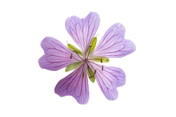Beyaz Arka Plan Üzerinde Izole Leylak Sardunya Çiçeği — Stok fotoğraf