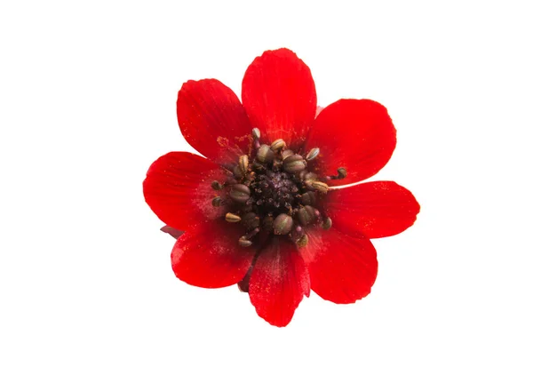 Red Meadow Flower Isolated White Background — Stock Photo, Image