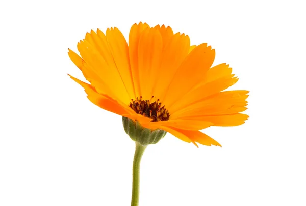 Bloem Van Calendula Geïsoleerd Witte Achtergrond — Stockfoto