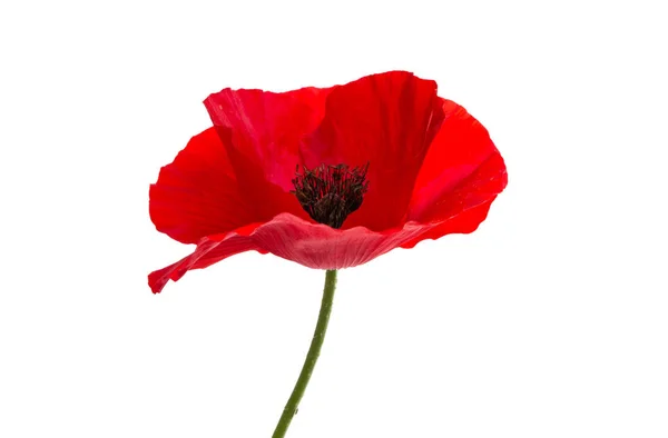 Roter Mohn Isoliert Auf Weißem Hintergrund — Stockfoto