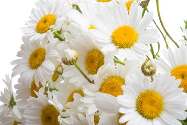 Beyaz arka plan üzerinde izole camomiles yakın çekim buket