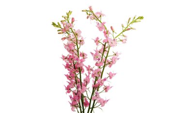 Beyaz arka planda yaban çiçekleri