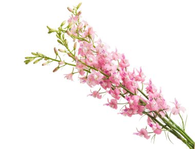 Beyaz arka planda yaban çiçekleri