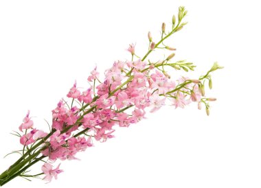 Beyaz arka planda yaban çiçekleri