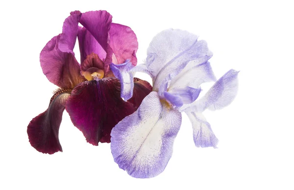 Iris Flower Isolated White Background — Stock Photo, Image