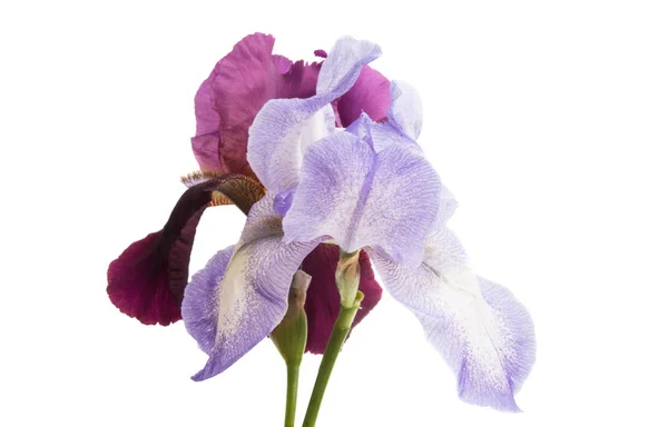 Iris Blume Isoliert Auf Weißem Hintergrund — Stockfoto