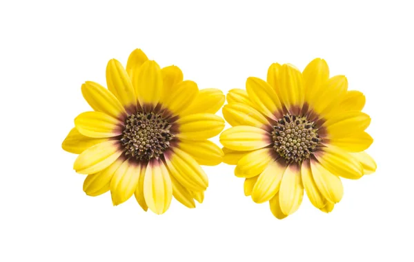 Osteospermum Flover Giallo Isolato Sfondo Bianco — Foto Stock