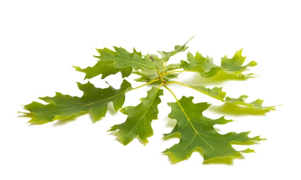 Hoja Roble Verde Aislada Sobre Fondo Blanco — Foto de Stock