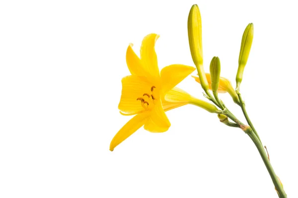 Yellow Lily Isolated White Background — Stock Photo, Image