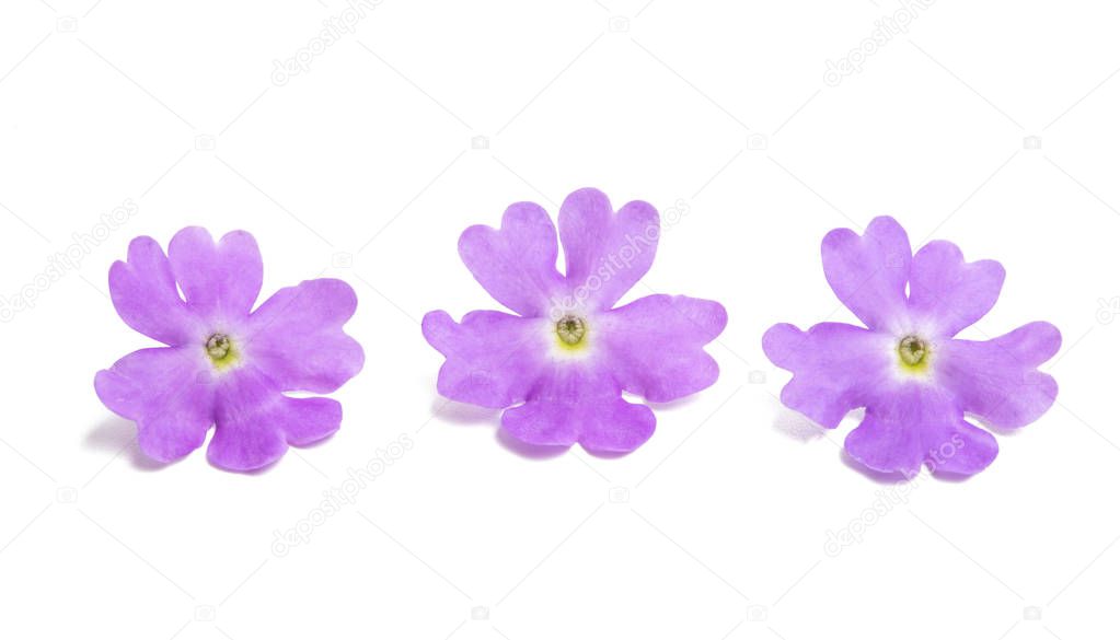 Verbena flowers isolated on white background