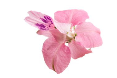 Beyaz arkaplanda izole edilmiş pembe çiçek