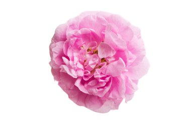 Pembe Gül beyaz arkaplanda izole edildi