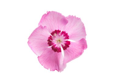 karanfil çiçeği beyaz arkaplanda izole edilmiş