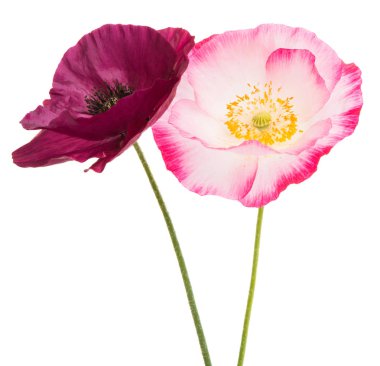 Beyaz arka plan üzerinde izole güzel haşhaş