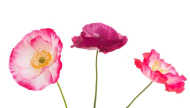 Beyaz arka plan üzerinde izole güzel haşhaş