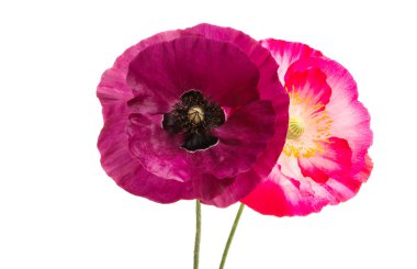 Beyaz arka plan üzerinde izole güzel haşhaş