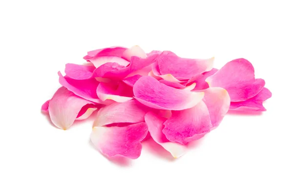 Rose Petals Isolated White Background — Stock Photo, Image