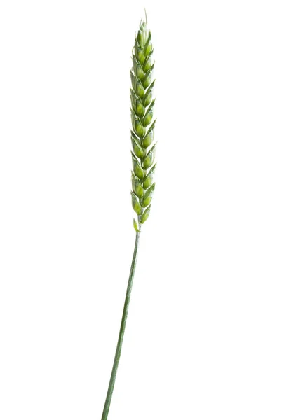 Green Ears Wheat Isolated White Background — Stock Photo, Image