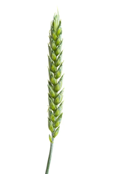 Green Ears Wheat Isolated White Background — Stock Photo, Image