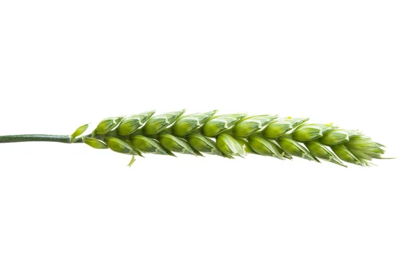 白い背景に隔離された小麦の緑の耳 — ストック写真