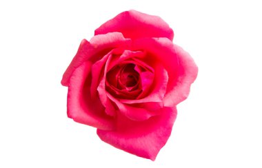 Pembe Gül beyaz arkaplanda izole edildi