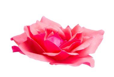 Pembe Gül beyaz arkaplanda izole edildi